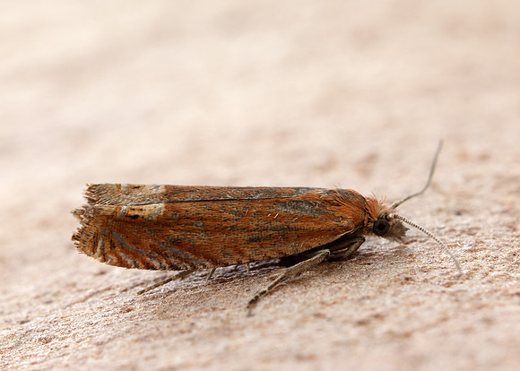 49.345 BF1219 Lathronympha strigana