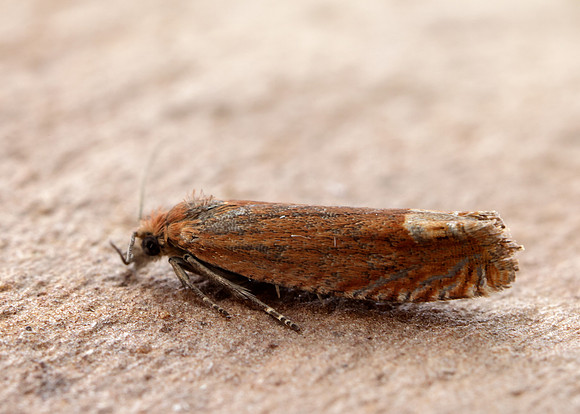 49.345 BF1219 Lathronympha strigana