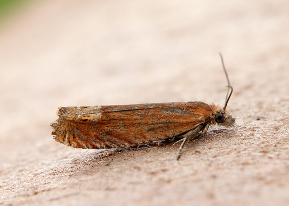 49.345 BF1219 Lathronympha strigana