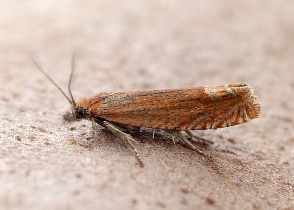 49.345 BF1219 Lathronympha strigana