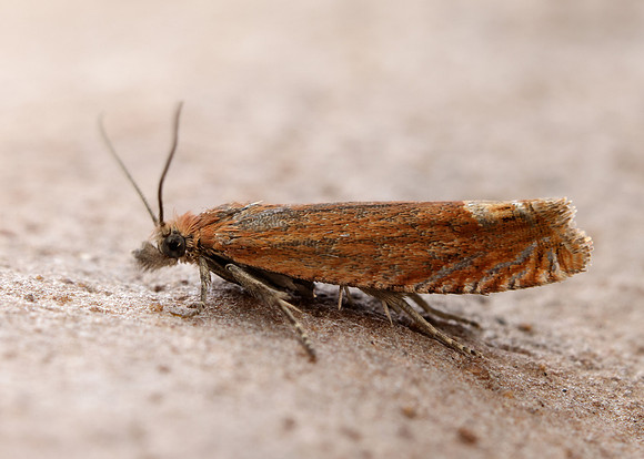 49.345 BF1219 Lathronympha strigana