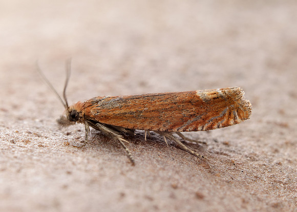 49.345 BF1219 Lathronympha strigana
