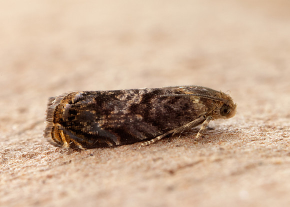49.359 BF1245 Grapholita janthinana