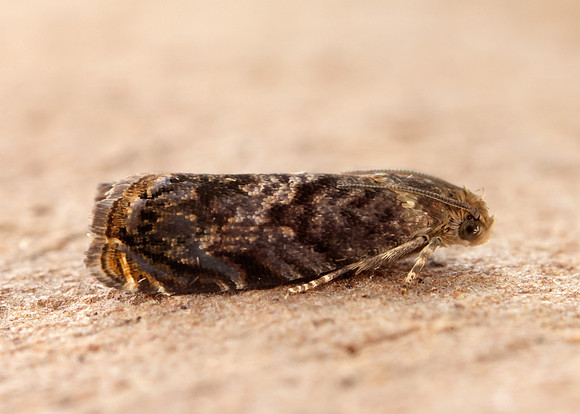 49.359 BF1245 Grapholita janthinana