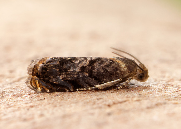 49.359 BF1245 Grapholita janthinana