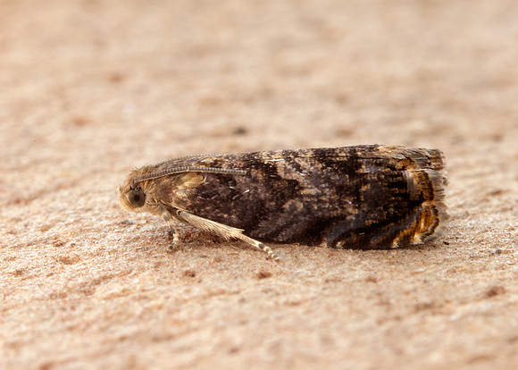 49.359 BF1245 Grapholita janthinana