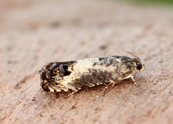 49.367 BF1236 Pammene fasciana