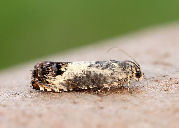 49.367 BF1236 Pammene fasciana