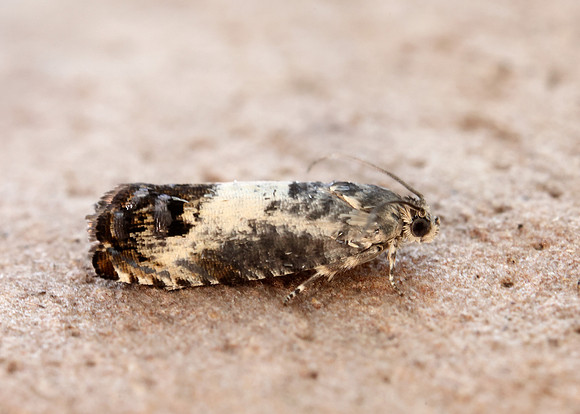 49.367 BF1236 Pammene fasciana