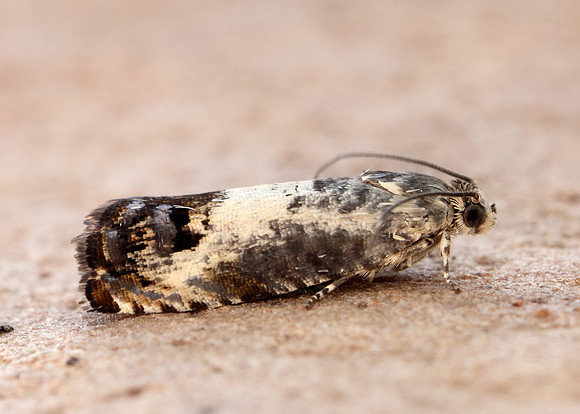 49.367 BF1236 Pammene fasciana