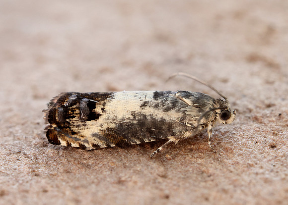 49.367 BF1236 Pammene fasciana