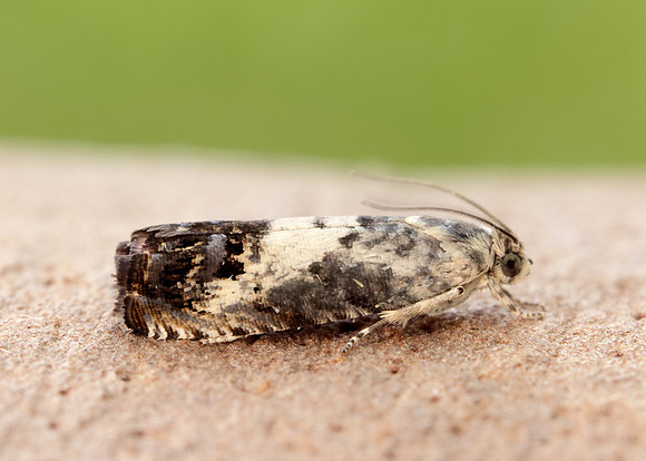 49.367 BF1236 Pammene fasciana