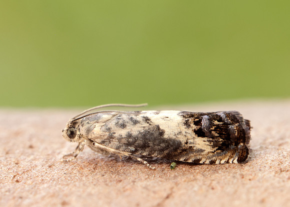 49.367 BF1236 Pammene fasciana