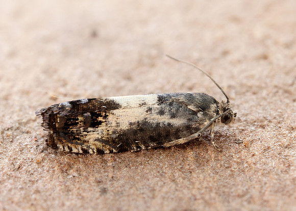 49.367 BF1236 Pammene fasciana