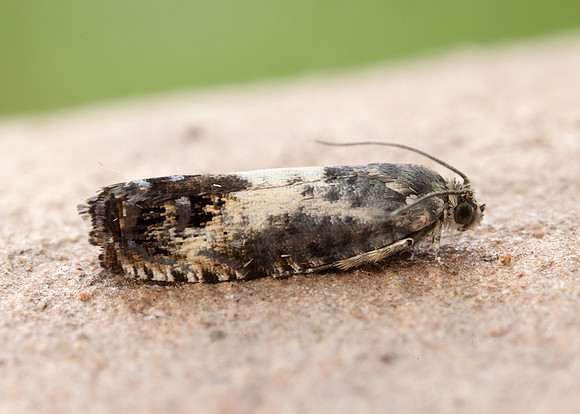 49.367 BF1236 Pammene fasciana