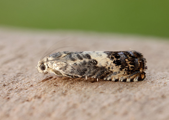 49.367 BF1236 Pammene fasciana