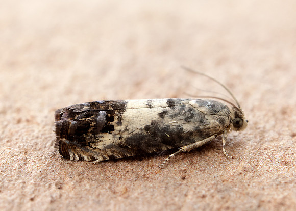 49.367 BF1236 Pammene fasciana