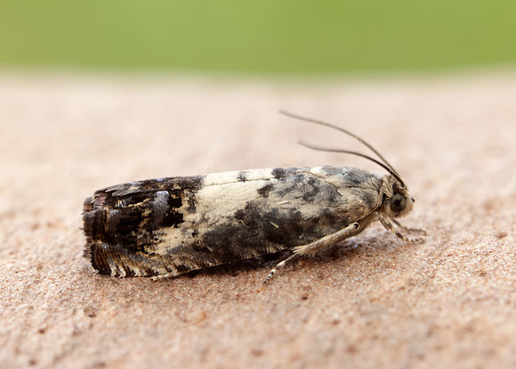 49.367 BF1236 Pammene fasciana