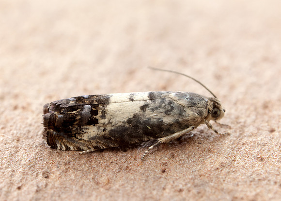 49.367 BF1236 Pammene fasciana