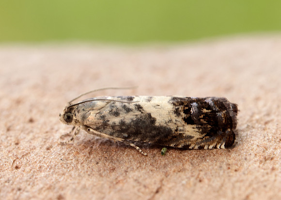 49.367 BF1236 Pammene fasciana