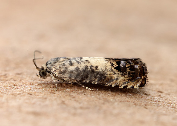49.367 BF1236 Pammene fasciana
