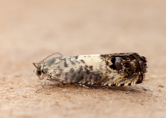 49.367 BF1236 Pammene fasciana