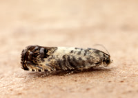 49.367 BF1236 Pammene fasciana