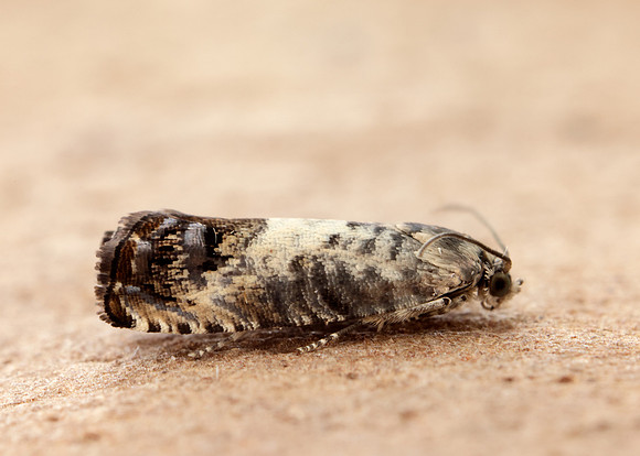49.367 BF1236 Pammene fasciana
