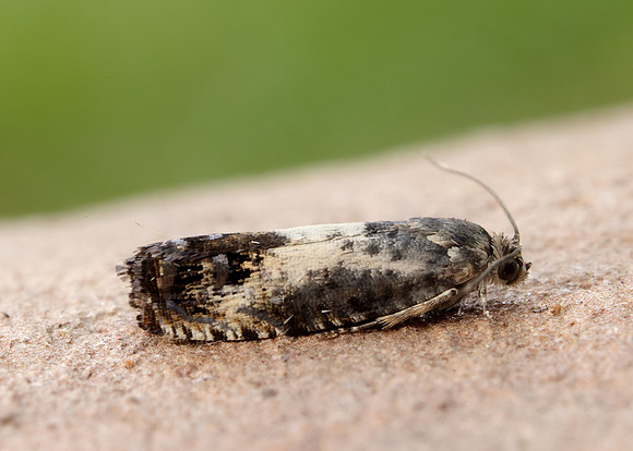 49.367 BF1236 Pammene fasciana