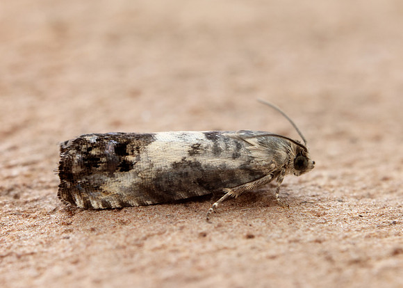 49.367 BF1236 Pammene fasciana