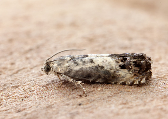 49.367 BF1236 Pammene fasciana