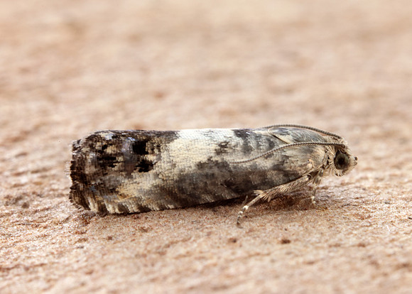 49.367 BF1236 Pammene fasciana