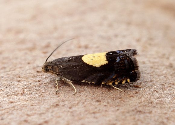 49.375 BF1234 Pammene regiana