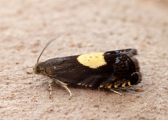 49.375 BF1234 Pammene regiana