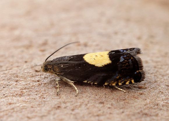 49.375 BF1234 Pammene regiana