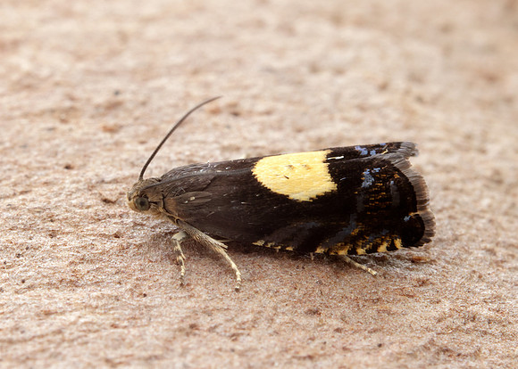 49.375 BF1234 Pammene regiana