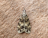 63.067 BF1338 Eudonia lacustrata
