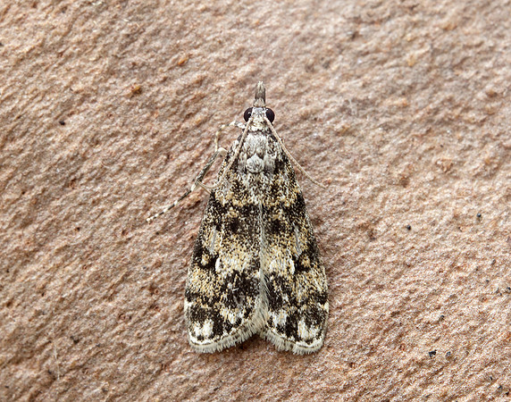 63.067 BF1338 Eudonia lacustrata