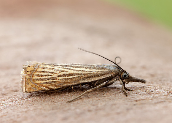 63.080 BF1293 Chrysoteuchia culmella