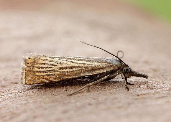 63.080 BF1293 Chrysoteuchia culmella