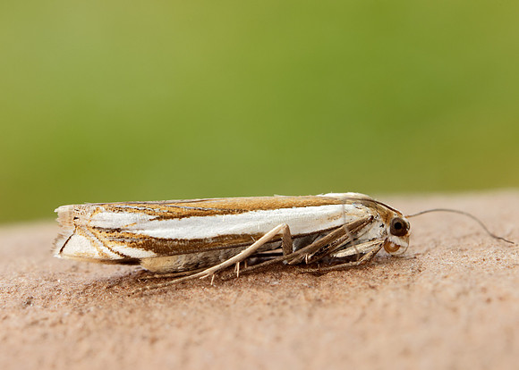 63.081 BF1294 Crambus pascuella