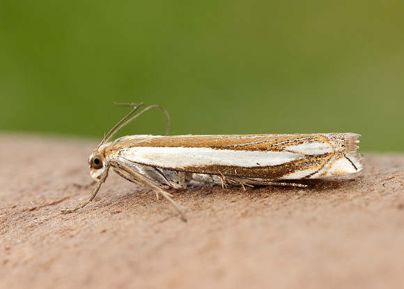 63.081 BF1294 Crambus pascuella