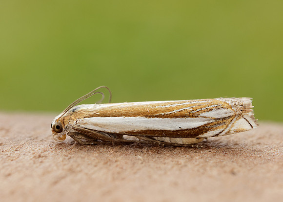 63.081 BF1294 Crambus pascuella