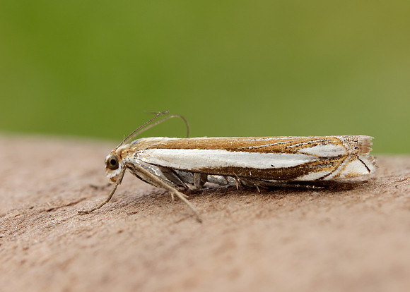 63.081 BF1294 Crambus pascuella