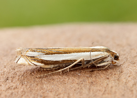 63.081 BF1294 Crambus pascuella