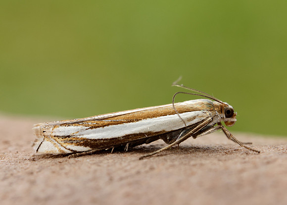 63.081 BF1294 Crambus pascuella