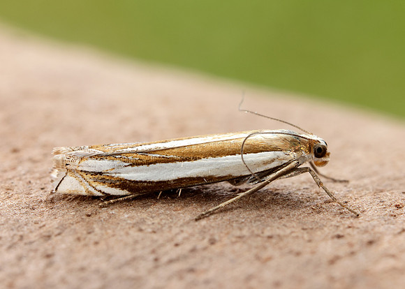 63.081 BF1294 Crambus pascuella