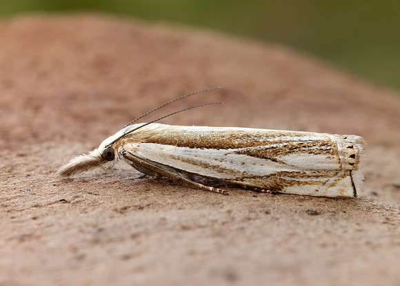 63.081 BF1294 Crambus pascuella