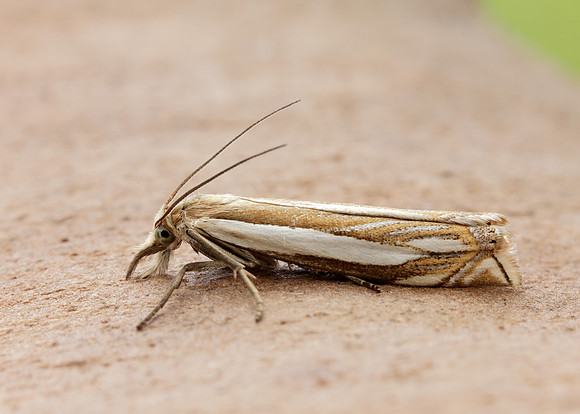 63.081 BF1294 Crambus pascuella
