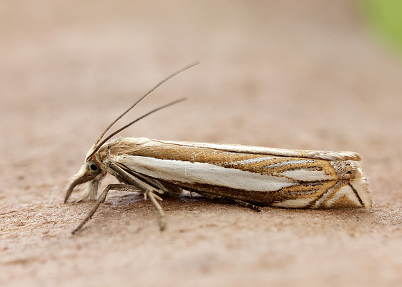 63.081 BF1294 Crambus pascuella